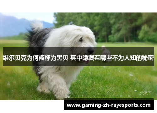 维尔贝克为何被称为黑贝 其中隐藏着哪些不为人知的秘密