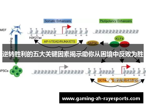 逆转胜利的五大关键因素揭示助你从困境中反败为胜 逆转胜利的五大关键因素揭示助你从困境中反败为胜